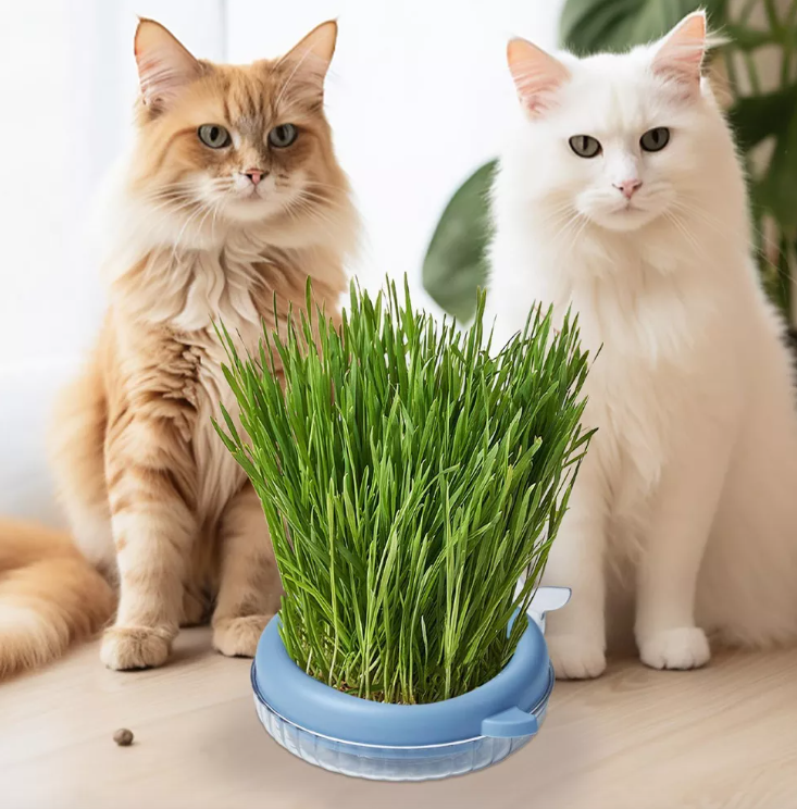 ✨MACETERO HIERBA CULTIVO PARA GATO™ 😸