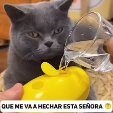 ✨CEPILLO PARÁ MASCOTAS CON HUMIFICADOR ™ 😸 🐩